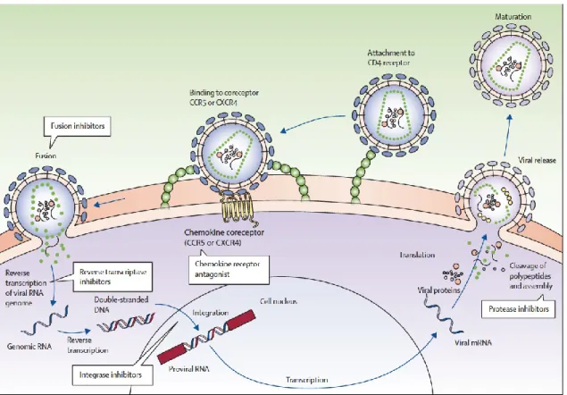 Figura 4 - Locais de ação das classes de antirretrovirais adaptado de Maartens, Celum, &amp; Lewin, 2014 