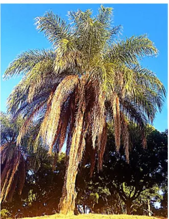 Figure 2.2.1.1. Acrocomia aculeata: Macauba palm tree 