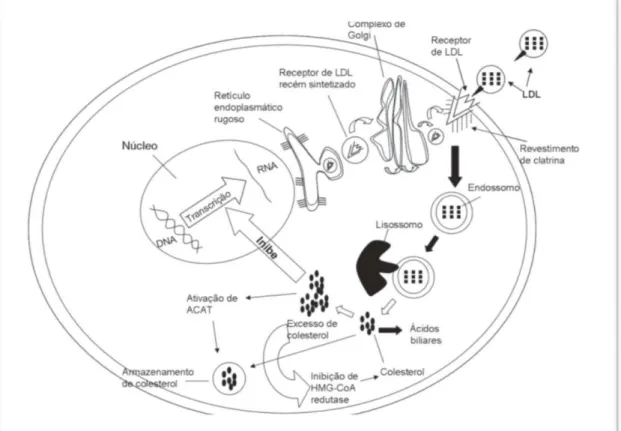 Figura 2 - Interiorização e metabolização de LDL no hepatócito. 