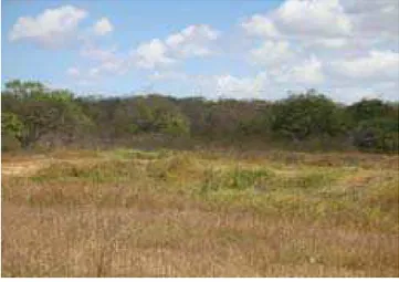 FIGURA 06 – área de preservação ambiental da fazenda Tahin Agropesca 