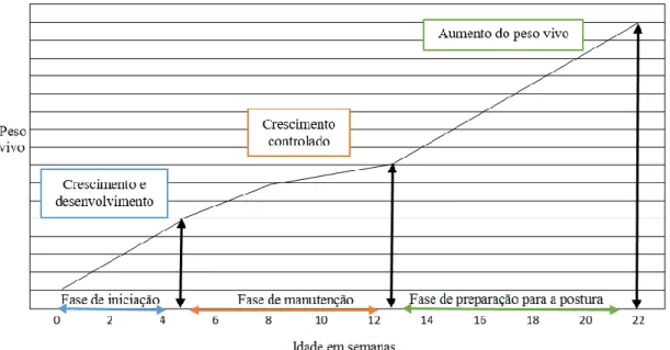 Gráfico  1 - Relação  entre  as fases  de desenvolvimentos  das reprodutoras  pesadas e o  peso vivo  (Adaptado de Cobb-Vantress, 2013b) 60 