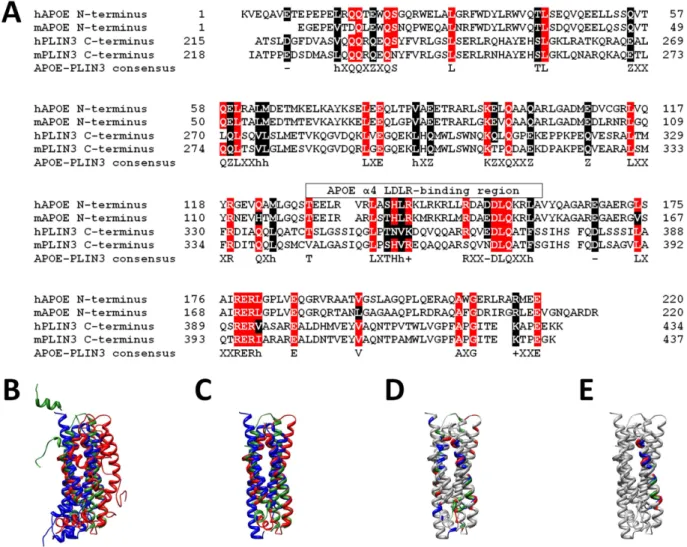 Figure 1.  Sequence and structure similarity between apolipoprotein E and perilipin 3