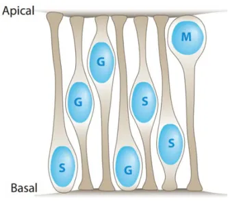Fig. I-1 - Schematic representation of IKNM in the neuroepithelium – neuroepithelial cells nuclei  migrate within the tissue in a cell cycle dependent manner