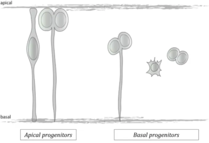 Fig.  I-2  –  Apical  vs  basal progenitors –  apical progenitors always divide with a perpendicular division  plane at the apical surface; whereas basal progenitors, which lose the apical process, and sometimes also the  basal process, divide with random 