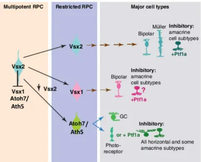 Fig. I-6 - Model of the origin of retinal lineages in zebrafish – Vsx2 expression allows RPC to maintain  their multipotency probably through the repression of cell fate determinants like Vsx1 and Ath5