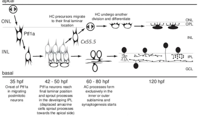 Fig. I-7 - Developmental progression of horizontal and amacrine cells – Starting at 35hpf, some retinal  progenitors exit cell cycle at the apical surface, retract their apical and basal processes and migrate towards  the inner nuclear layer (INL)