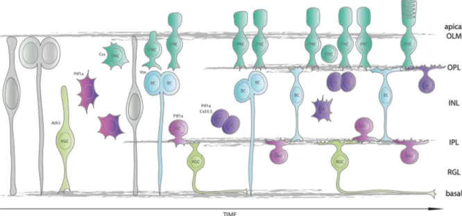 Fig. I-9 - A new birth order for the development of retinal neurons in zebrafish – At 28hpf  some  RPCs, start to express Ath5, exit cell cycle and give rise to RGCs, which then migrate to the correct  laminar position