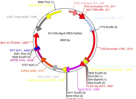 Figura 5: Mapa esquemático do plasmídeo Neurog2-DsRed, mostrando algumas de suas  características