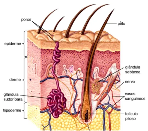Figura 11 – Estrutura da pele humana (Britannica escola online, 2013). 