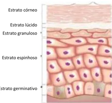 Figura 12 – Subcamadas da epiderme (Brasil escola, 2013). 