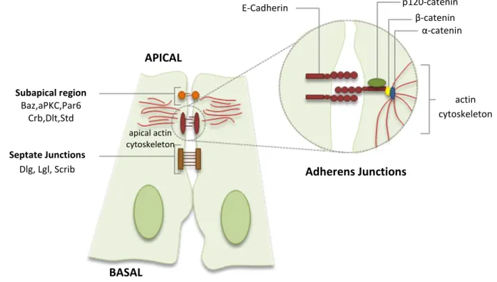 Fig.  1  -  Schematic  representation  of Drosophila  epithelial  cells.  The  major  junctional  complexes  are  represented: the apically localized subapical region (SAR), the adherens junctions (AJs) and the septate  junctions (SJs)