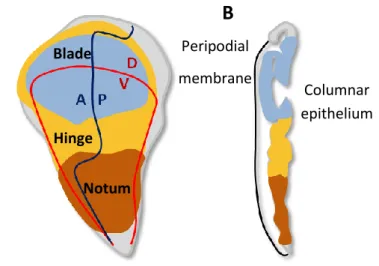 Fig. 2 – Drosophila wing disc and fate maps. (A) Fate map of 3 rd  instar wing imaginal disc showing the  anterior-posterior  (A-P)  and  dorsal-ventral  (D-V)  compartment  boundaries  and  major  regions  of  the  disc: the wing blade (blue),  which  giv