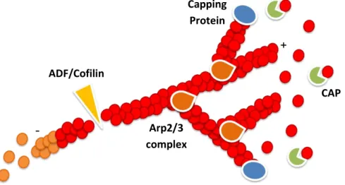 Fig.  4  –  Actin  dynamics  is  controlled  by  a  large  array  of  ABPs.  The  actin  nucleators,  such  as  Arp2/3  complex,  promote  de  novo  actin  filament  nucleation  and  branching
