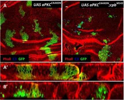 Fig. 6 - CP interacts genetically with aPKC to prevent loss of epithelial cell polarity and extrusion