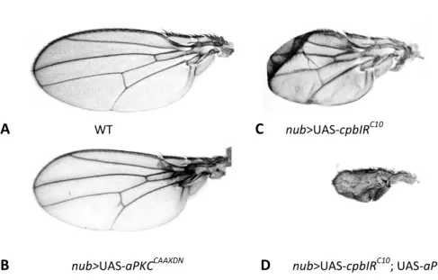 Fig.  7  -  CP  genetically  interacts  with  aPKC  during  wing  morphogenesis.  (A)  wild-type  (WT),  (B)  nub&gt;cpbRI C10 ,  (C)  nub&gt;UAS-aPKC CAAXDN   and  (D)  nub&gt;UAS-cpbIR C10 ;  UAS-aPKC CAAXDN   adult  wings