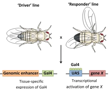 Fig. 1  - The UAS-Gal4 system in Drosophila.  One of the parental stocks carries the Gal4 gene in close  proximity  to  a  known  enhancer  of  gene  expression