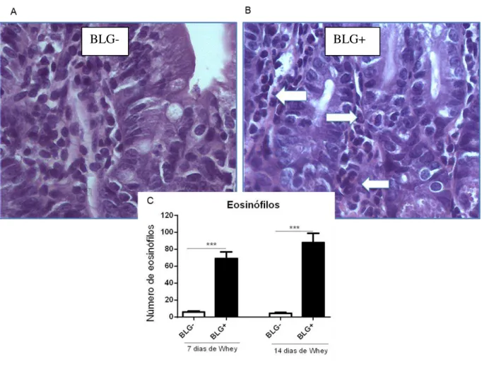 Figura  12–  Número  de  eosinófilos  infiltrados  na  mucosa  do  intestino  delgado  de  camundongos sensibilizados ou não com BLG