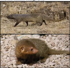 Figure 1.1 – Egyptian mongoose (Herpestes ichneumon)  adult (A) and cub (B), in Mediterranean maquis
