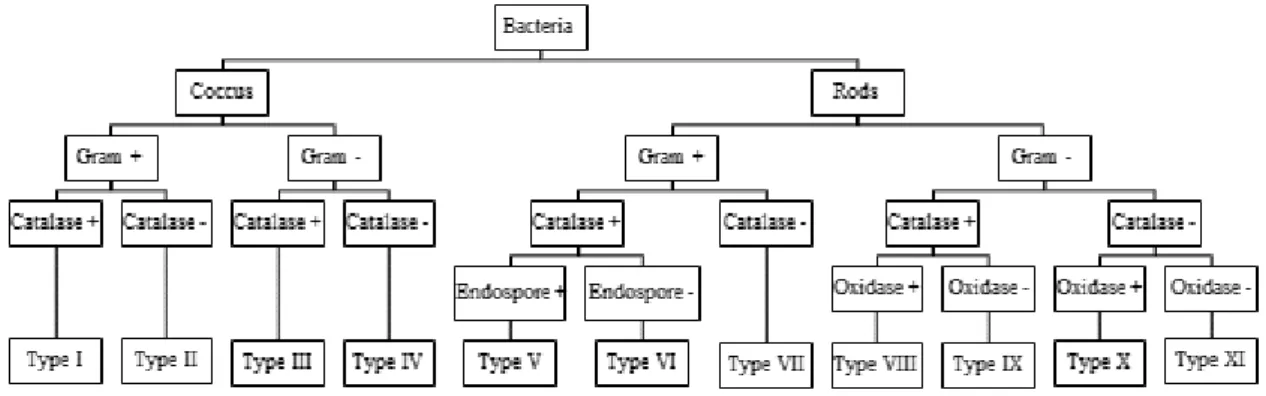 Figure 2.2  – Flowchart used for  differentiation of the  purified  bacterial isolates into different morpho-physiological types  using morphological (cell morphology, Gram and endospore staining) and biochemical tests (catalase and oxidase tests)