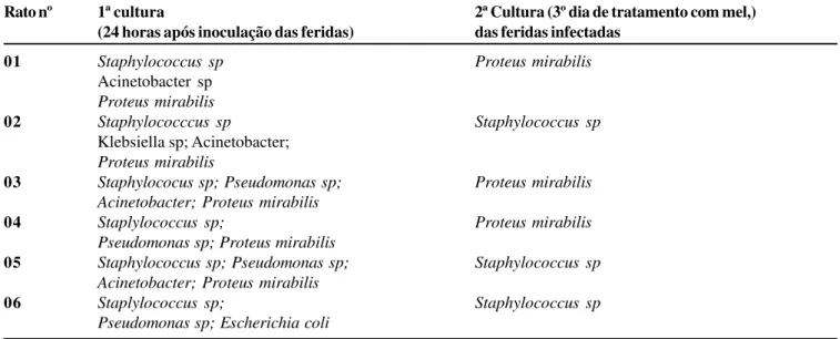 Tabela 5 - Microrganismos isolados nas feridas infectadas tratadas com mel (grupo MEL/I) na 1ª cultura 24 h após inoculação