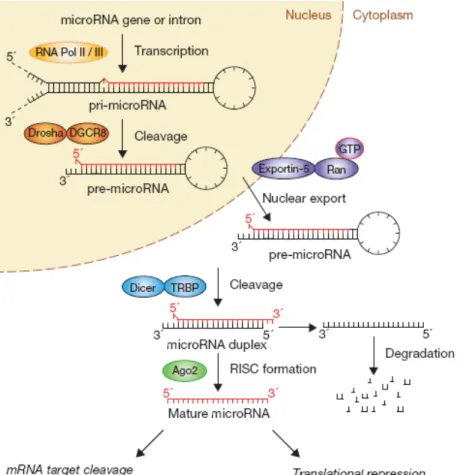 Figure 1 – miRNAs biogenesis pathway. Canonical microRNAs genes are transcribed by RNA polymerase  II / III (Pol II / III) to generate the primary transcripts (pri-miRNAs)