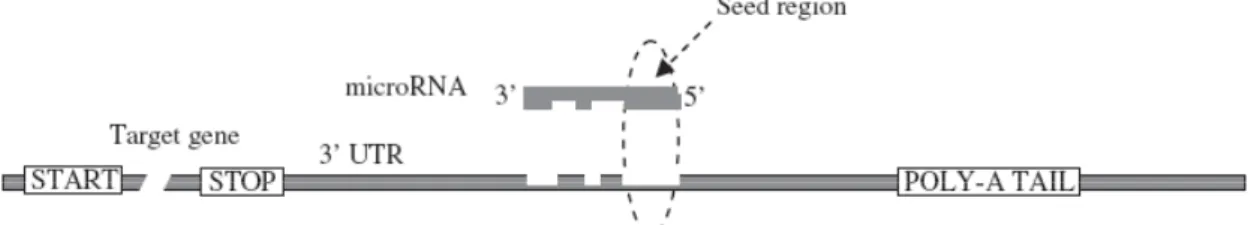 Figure 2 – Base-pairing between microRNA and target mRNA. The seed sequence (2 to 8 bases) of the 5’ 