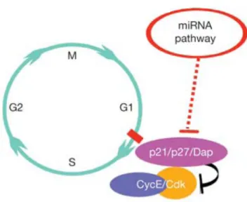 Figure 3 – Cell cycle. The miRNA pathway modulates the cell cycle of the stem cells by repressing p21/Dap  and thus affecting the G1-S transition