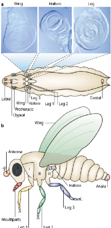 Figure 4 – Imaginal disc and the structures they give rise to. (a) A third-larva instar showing the position  of the imaginal discs (colored according to the adult structure that they will develop into)