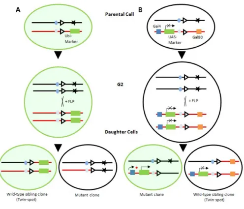 Figure 2 – Genetic mosaic techniques. (A) Mitotic recombination induced by the FLP recombinase during  the cell cycle G2 stage results in the loss of heterozigosity at the locus coding for the mutation (black star) and  a ubiquitously expressed cell marker