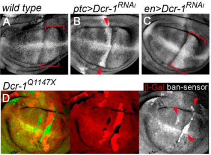 Figure 1 – Dcr-1 activity quantification. (A) Wild type disc labeled to visualize expression of the bantam  sensor (white)