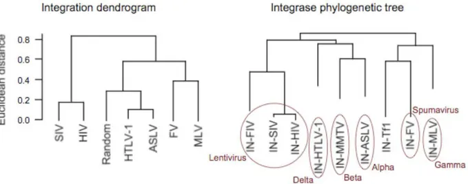 Figure 1. Retroviruses’ phylogenetic trees based on integrase sequence and integration preferences