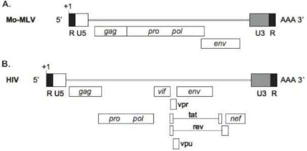 Figure 2. Simple and complex retroviral genomes. (A) Moloney murine leukaemia virus genomic RNA is  only made up of four elementary coding regions,  gag, pro, pol, and env