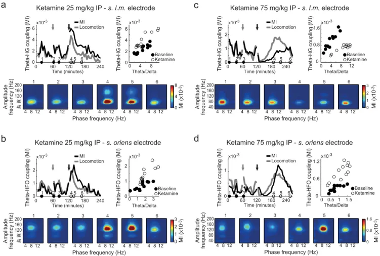 Figure 6 | Ketamine alters cross-frequency coupling of neuronal oscillations. (a) Top left: time-course of theta-HG coupling strength and mean locomotion speed (arbitrary units) before and after treatment with 25 mg/kg ketamine IP