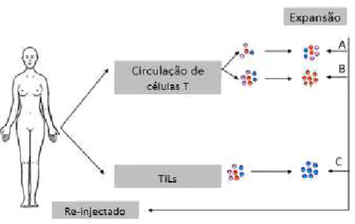 Figura 9: Terapia por transferência de células T adotivas (adaptado de Moreno Ayala, Gottardo,  Asad, et al., 2017) 