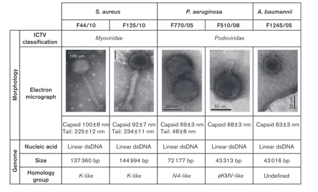 Fig. 1. Morphological and genomic characteristics of the bacteriophages used for BT. Five bacteriophages previously shown to successfully treat infections in vivo were characterized using transmission electron microscopy