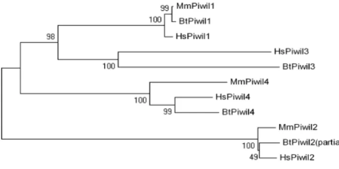Figure  4 ‐  Homology  between mammalian  PIWI  proteins.  Mm=