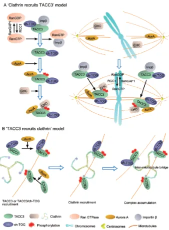 Figure  8 ‐  Two  models representing  the  recruitment  of TACC3/ch‐TOG/clathrin complex to the  spindle.  (A)  Clathrin  recruits TACC3:   Aurora‐A kinase activates TACC3 by phosphorylating it in two sites  (Ser620  and  Ser626  in Xenopus)  and  enables