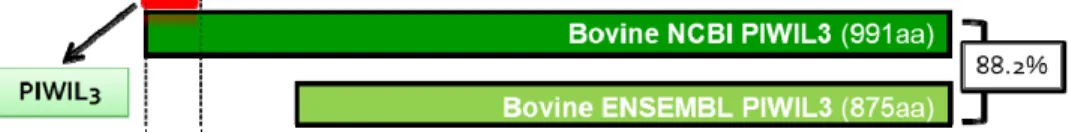Figure 9 ‐ Schematic representation of two Piwi‐like 3 aminoacid sequences, one provided by NCBI database and the other by  ENSEMBL database with 88.2% identity. Red represents the target sequence of our PIWIL3 custom made bovine antibody.  