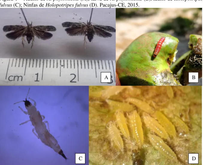 Figura 1 – Adulto de A. phytomiella (A); larva de A. phytomiella (B)Adulto de Holopotripes  fulvus (C); Ninfas de Holopotripes fulvus (D)