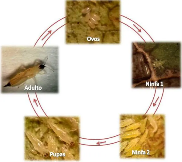 Figura 3  –  Fases do ciclo biológico de H. fulvus, em folhas de cajueiro-anão em condições de  campo