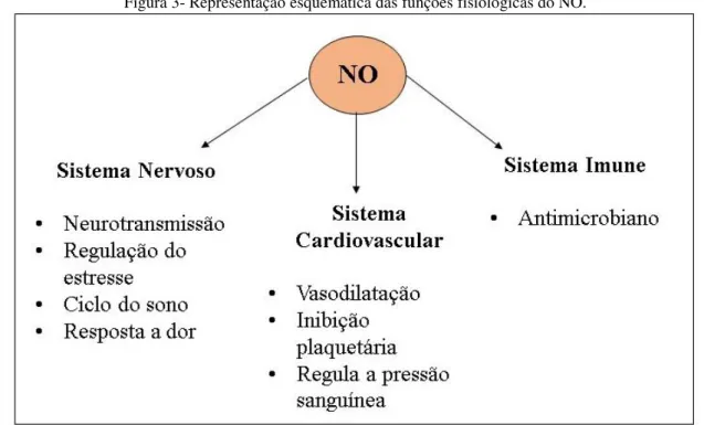 Figura 3- Representação esquemática das funções fisiológicas do NO. 