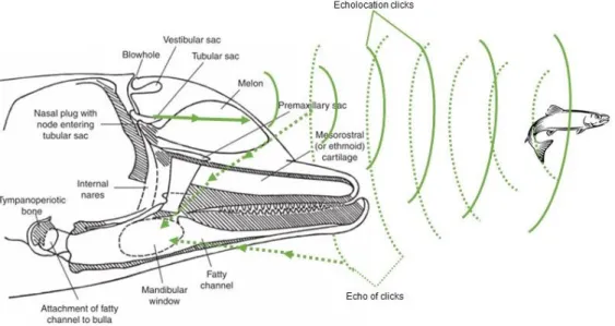 Figure 1.2 – Internal morphology of a bottlenose dolphin head and echolocation mechanism (adapted from:  Au,  2008).