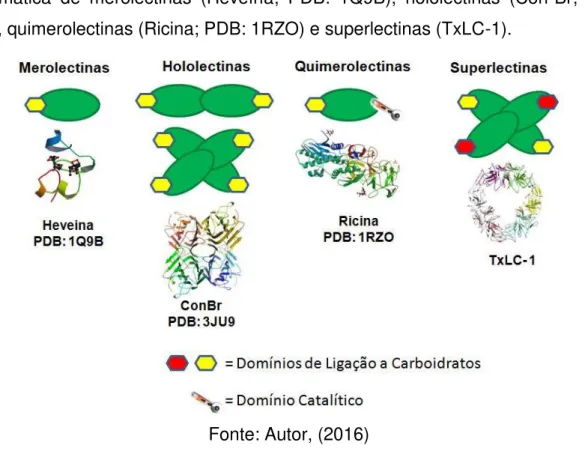 Figura  01.  Classificação  estrutural  das  lectinas  vegetais.  Representação  esquemática  de  merolectinas  (Heveína;  PDB:  1Q9B),  hololectinas  (Con-Br;  PDB: 