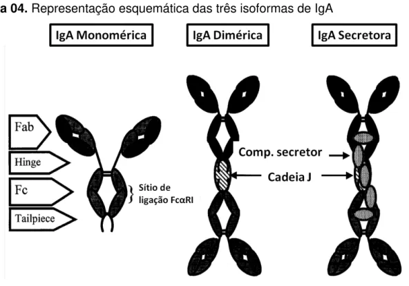 Figura 04. Representação esquemática das três isoformas de IgA 