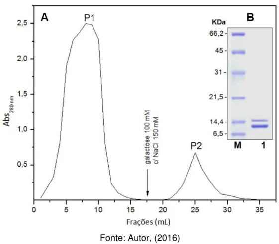 Figura  5  Purificação  da  frutalina  nativa  e  análise  eletroforética.  (A)  Cromatografia  de  afinidade  em  coluna  de  agarose-D-galactose:  a  coluna  foi  equilibrada e a fração não-retida (P1) foi eluída com NaCl 0,15 M
