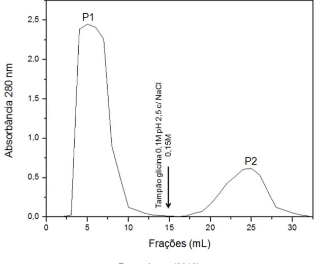 Figura 9. Purificação do anticorpo policlonal anti-frutalina por cromatografia de  afinidade em Sepharose-Proteína A