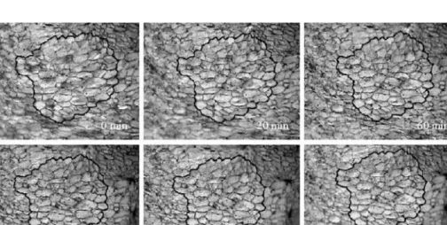 Figure 1. Shrinkage of grape cells at 30  C as a function of drying time.