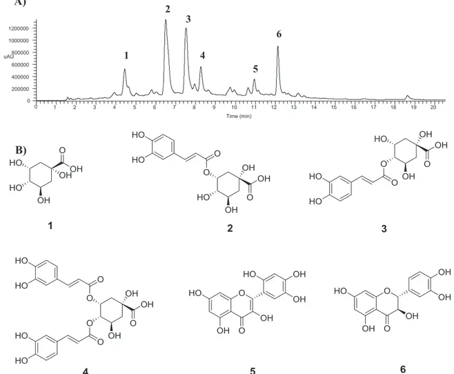 Fig. 1. Phytochemical analysis of C. spruceanum bark extract. A) UHPLC-UV-MS/MS chromatogram; B) Identiﬁed compounds: quinic acid (1), 3-O-caﬀeoylquinic acid (2), 4-O-caf- 4-O-caf-feoylquinic acid (3), 3,4-O-dicaﬀeoylquinic acid (4), 5-hydroxymorin (5), an