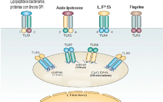 Figura 1: Representação esquemática dos TLRs e seus ligantes 
