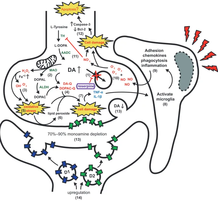 Figure 1. Neurochemical and molecular events after reserpine treat-